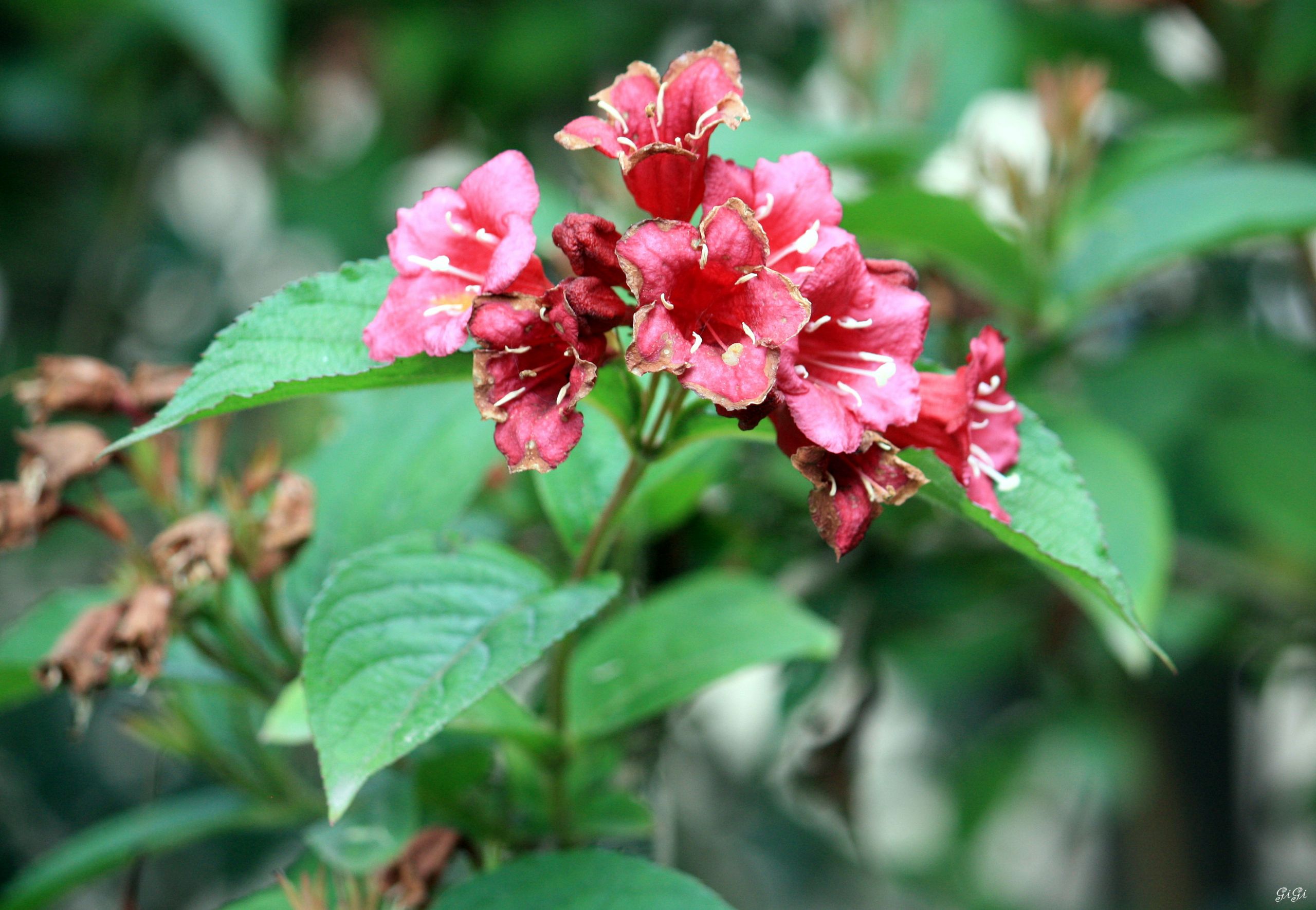 Fonds d'cran Nature Fleurs Parc animalier