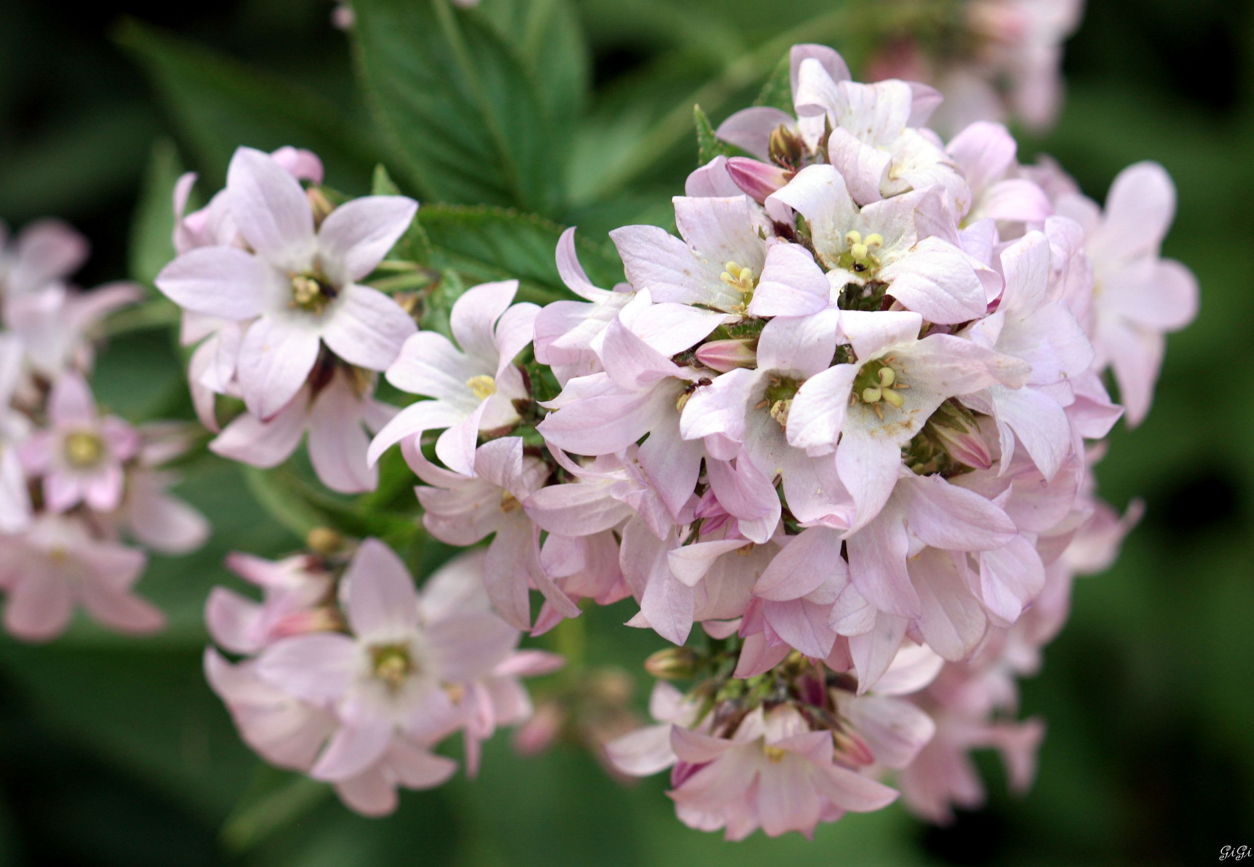 Fonds d'cran Nature Fleurs Parc animalier