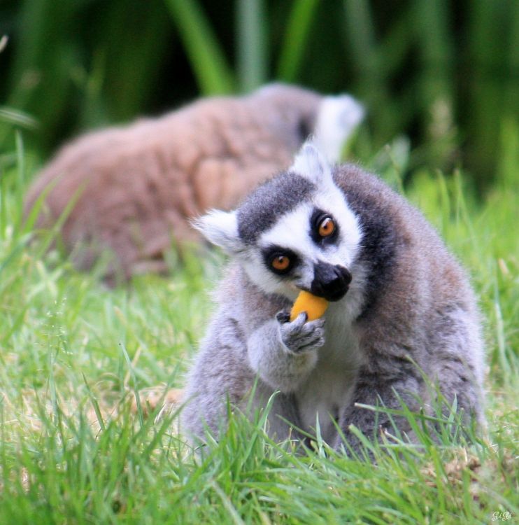 Wallpapers Animals Lemurs Parc animalier