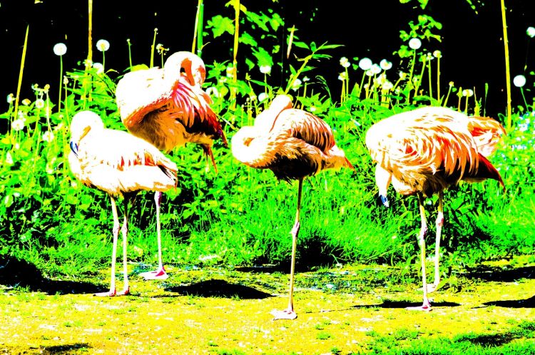 Wallpapers Animals Birds - Flamingos Kitch