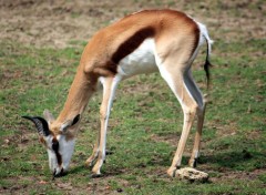  Animaux Parc animalier