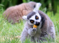  Animals Parc animalier