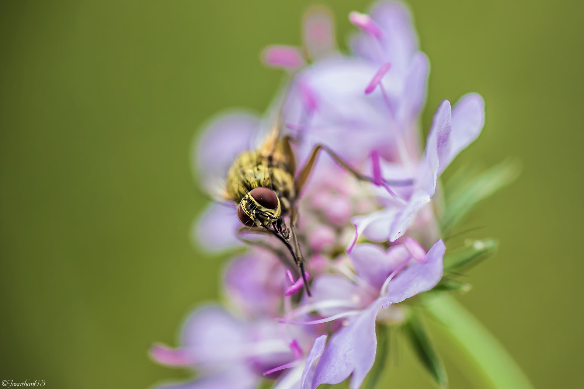 Fonds d'cran Animaux Insectes - Mouches Macro d'une mouche.