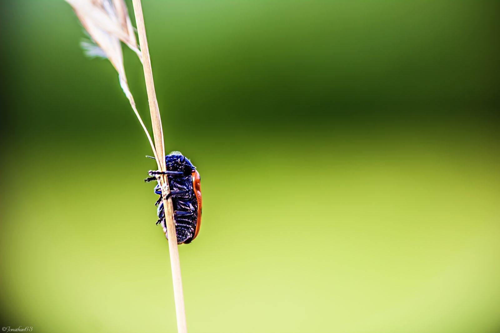 Fonds d'cran Animaux Insectes - Coccinelles Coccinelle