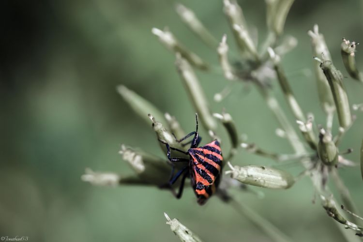 Wallpapers Animals Insectes - Bugs Macro d'une punaise.