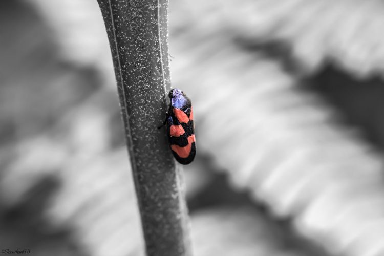 Fonds d'cran Animaux Insectes - Divers Macro d'un insecte.