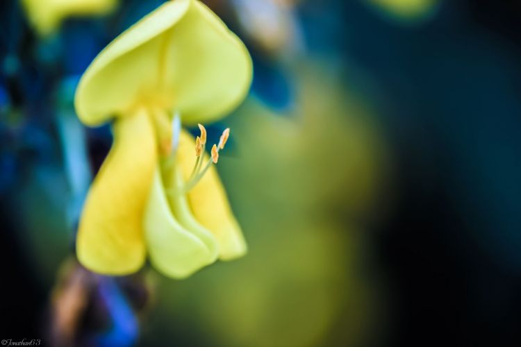 Fonds d'cran Nature Fleurs Macro d'une fleur jaune.