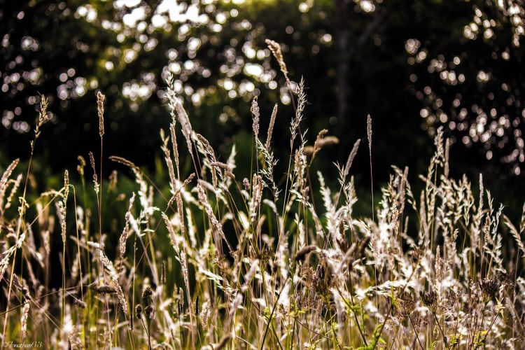 Wallpapers Nature Herbs Herbes...