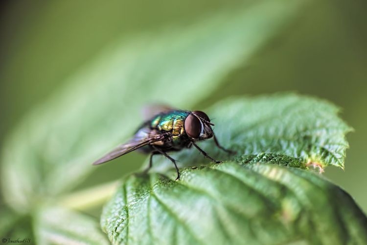 Wallpapers Animals Insects - Flies Macro d'une mouche.