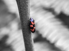  Animaux Macro d'un insecte.