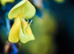  Nature Macro d'une fleur jaune.