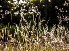  Nature Herbes...