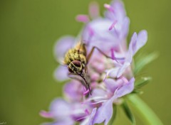  Animaux Macro d'une mouche.