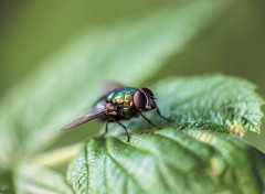  Animaux Macro d'une mouche.