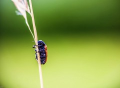  Animaux Coccinelle