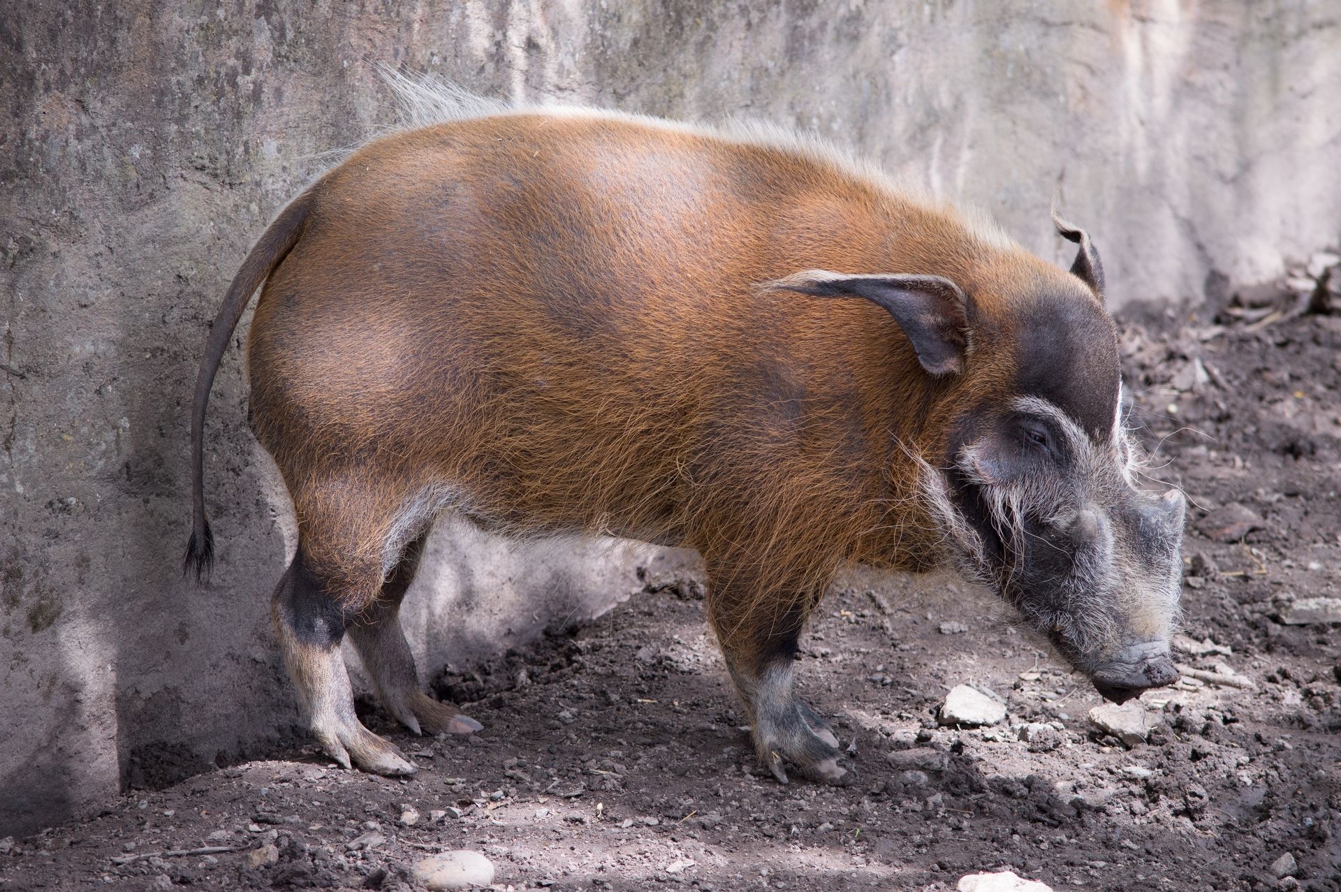 Fonds d'cran Animaux Cochons 