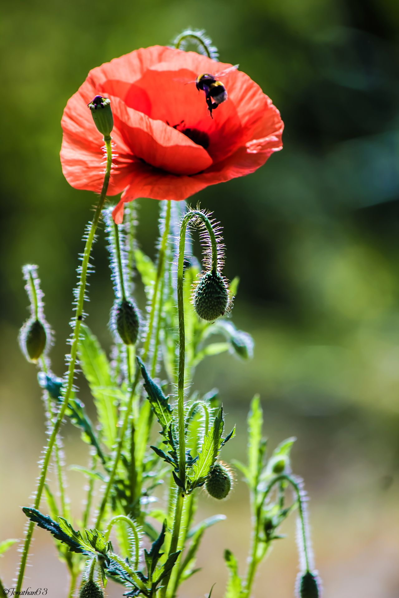 Fonds d'cran Nature Fleurs Coquelicot