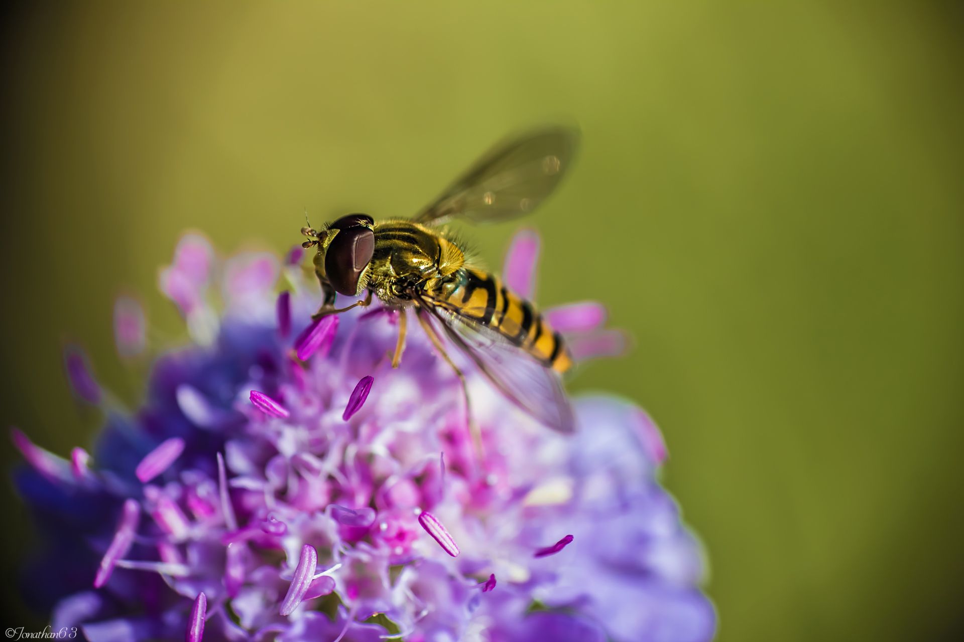 Fonds d'cran Animaux Insectes - Abeilles Gupes ... Macro d'une guêpe...