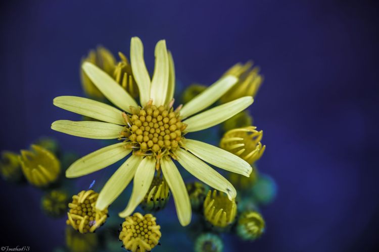 Fonds d'cran Nature Fleurs Fleur jaune.