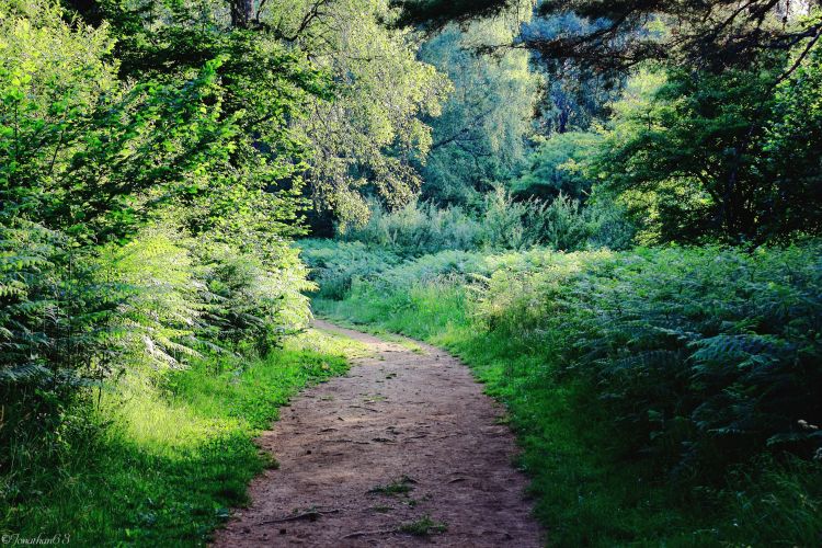 Fonds d'cran Nature Arbres - Forts Forêt dans le Puy de Dôme.