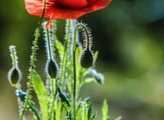  Nature Coquelicot