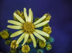  Nature Fleur jaune.