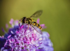  Animaux Macro d'une guêpe...