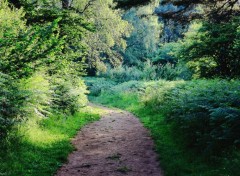  Nature Forêt dans le Puy de Dôme.