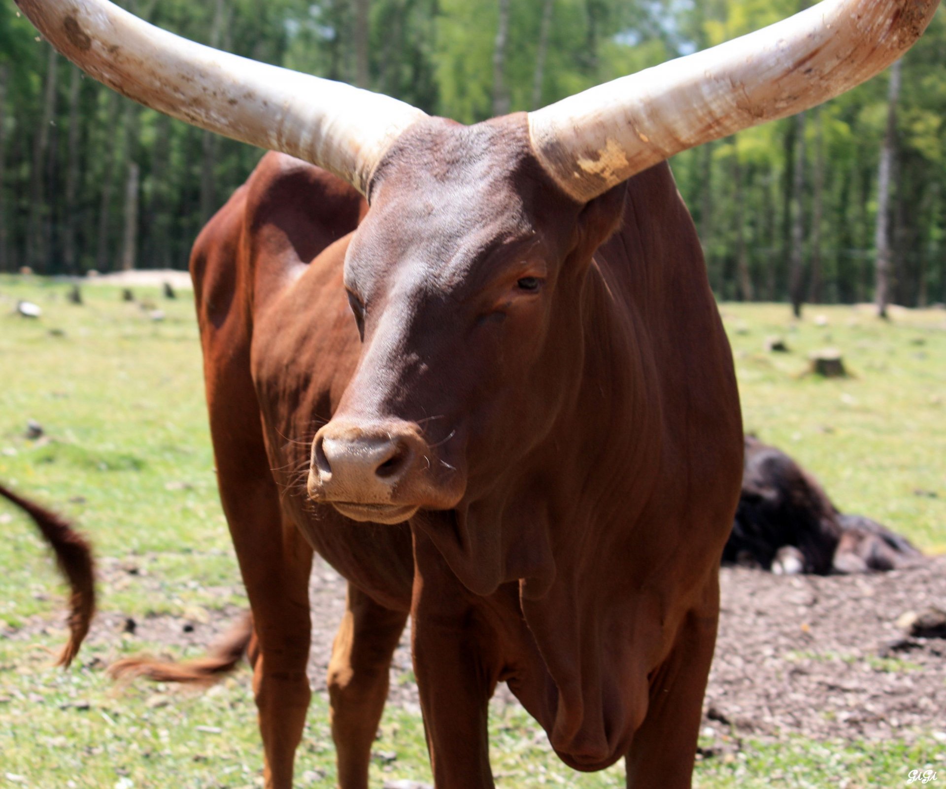 Fonds d'cran Animaux Bisons - Buffles Monde sauvage d'Aywaille (Belgique)