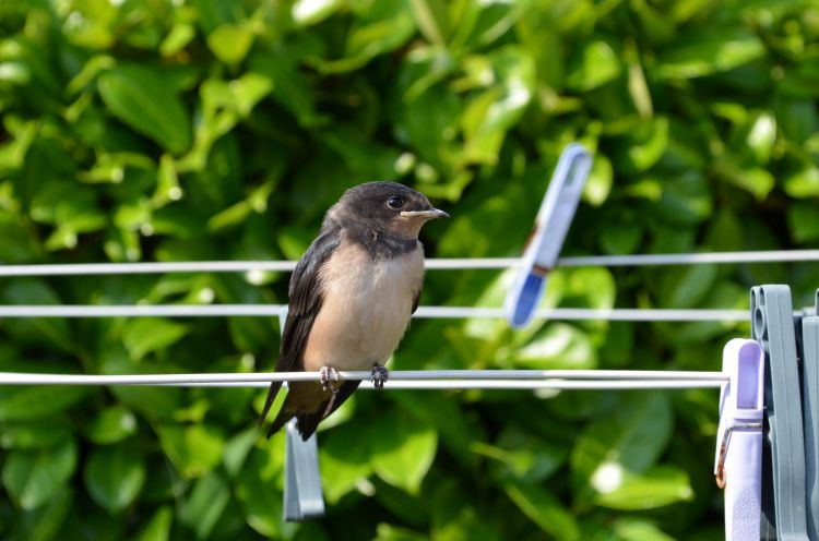 Fonds d'cran Animaux Oiseaux - Hirondelles hirondelles