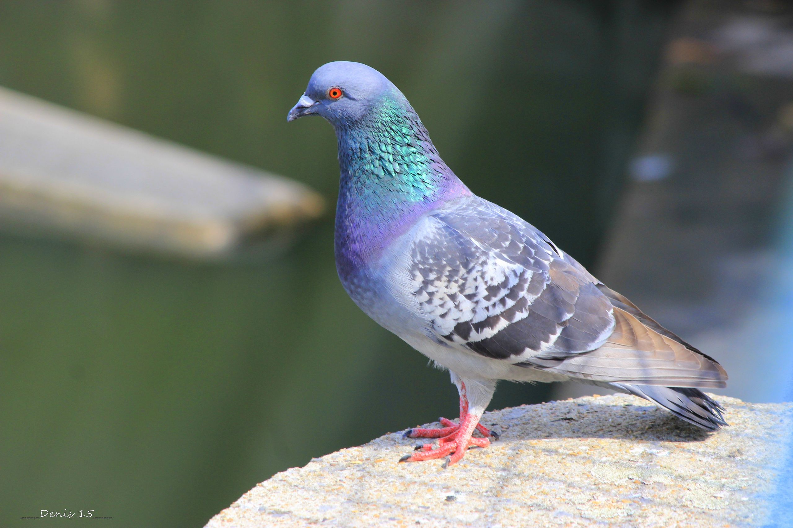 Wallpapers Animals Birds - Pigeons and Doves AU BORD DE LA MARQUE