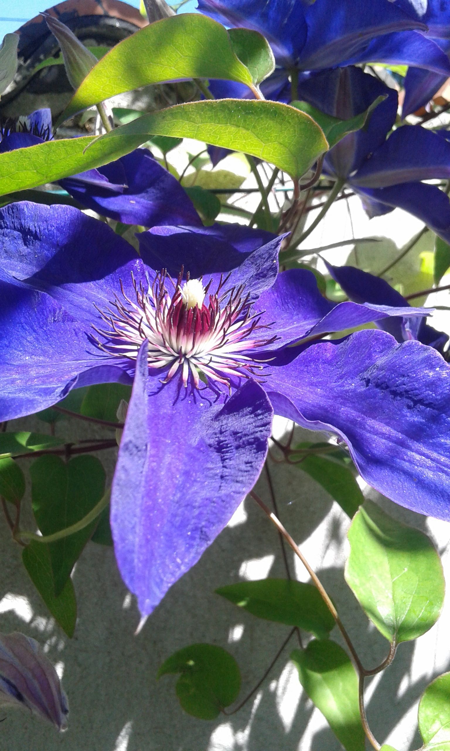 Fonds d'cran Nature Fleurs 