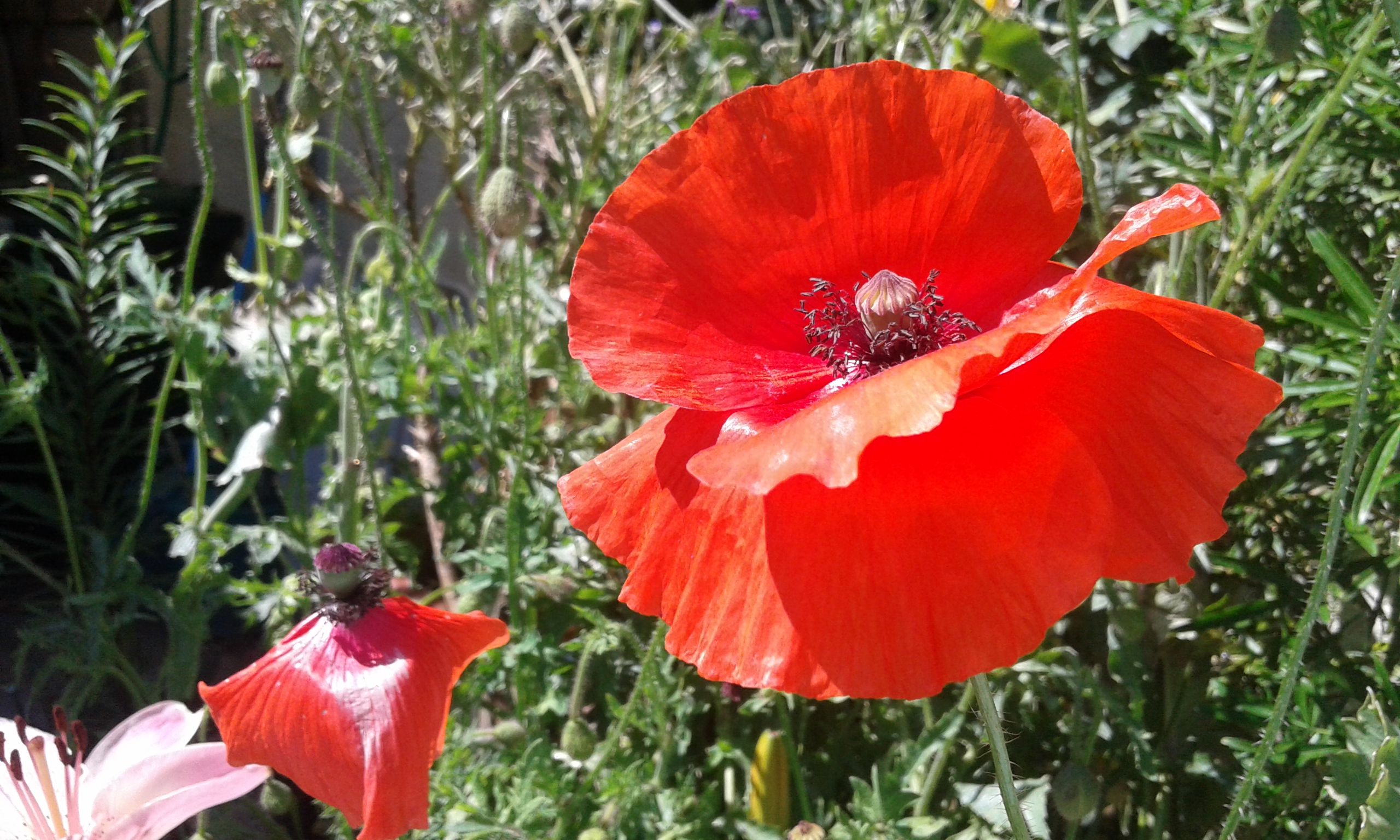 Fonds d'cran Nature Fleurs 