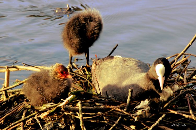 Fonds d'cran Animaux Oiseaux - Foulques AU BORD DE LA MARQUE