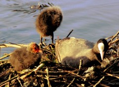  Animaux AU BORD DE LA MARQUE