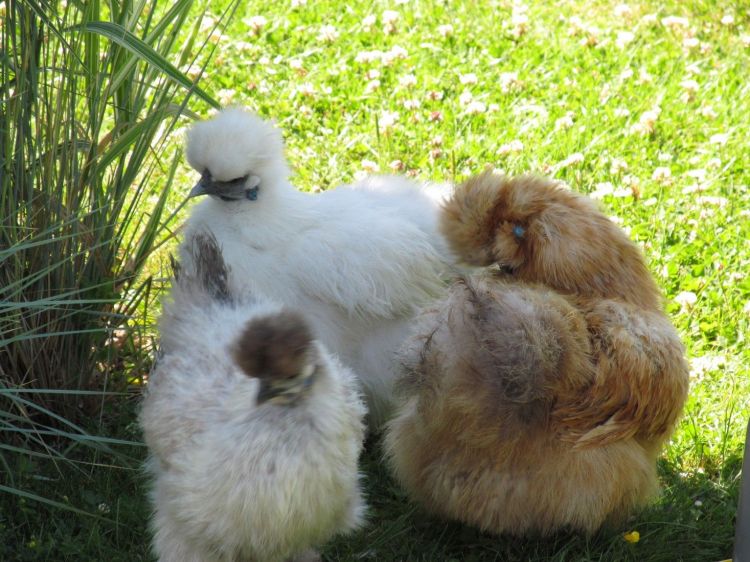 Fonds d'cran Animaux Oiseaux - Coqs et Poules Poule-Soie