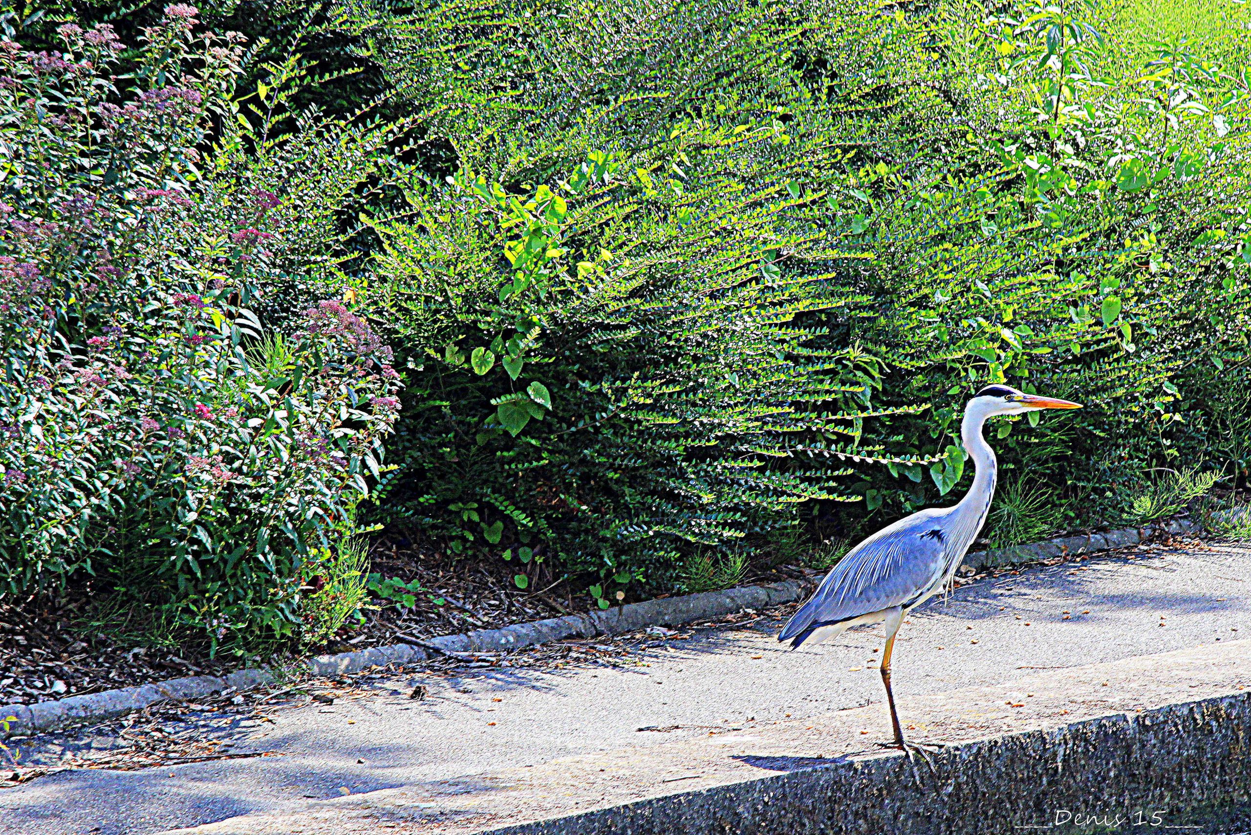 Fonds d'cran Animaux Oiseaux - Hrons BORDS DE LA MARQUE