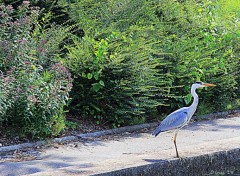  Animals BORDS DE LA MARQUE