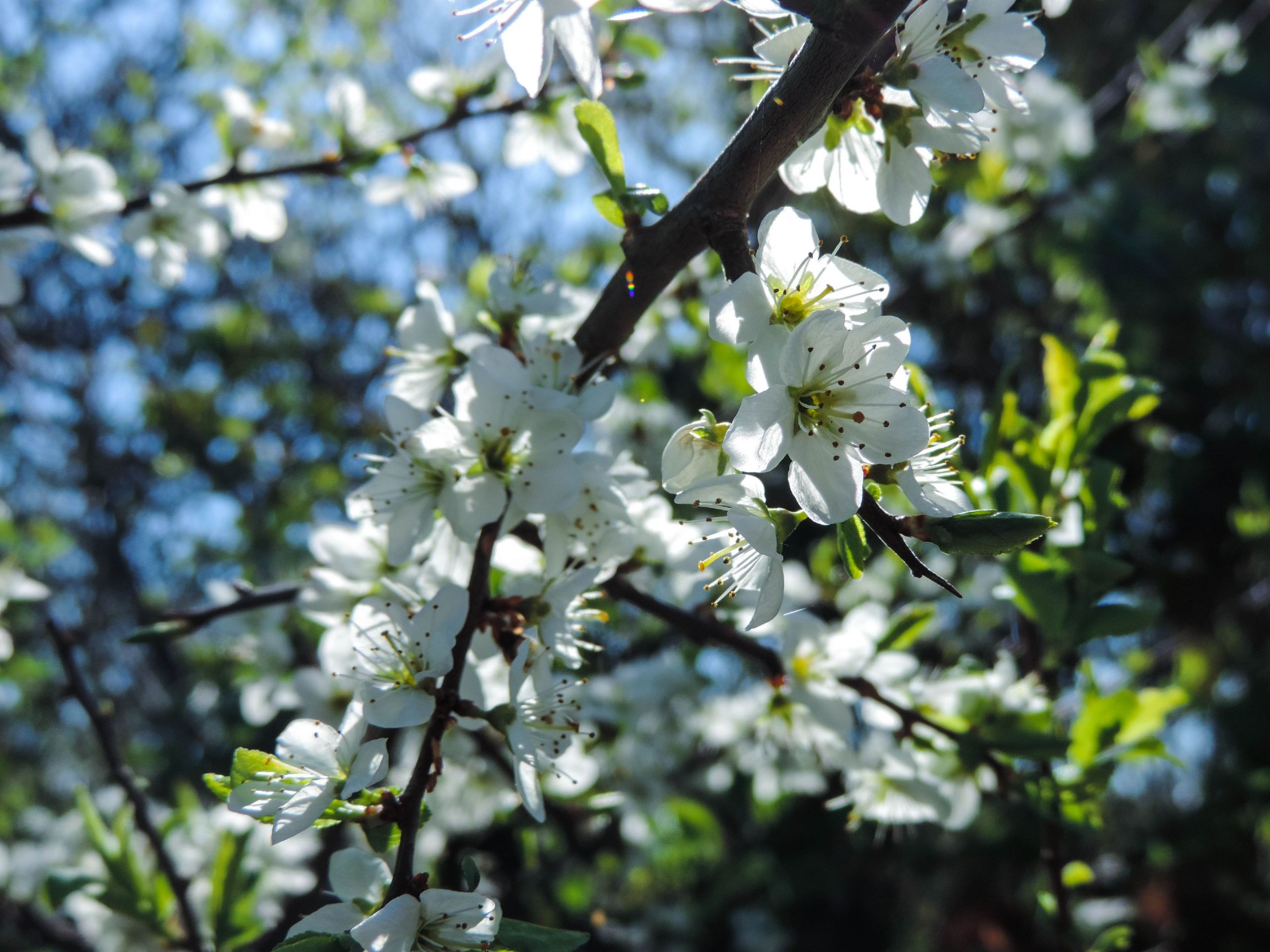 Fonds d'cran Nature Fleurs 