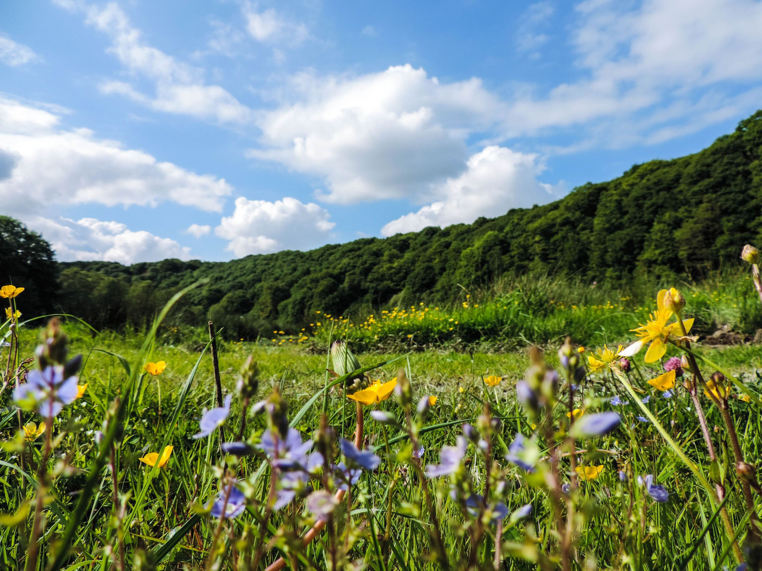 Fonds d'cran Nature Fleurs 