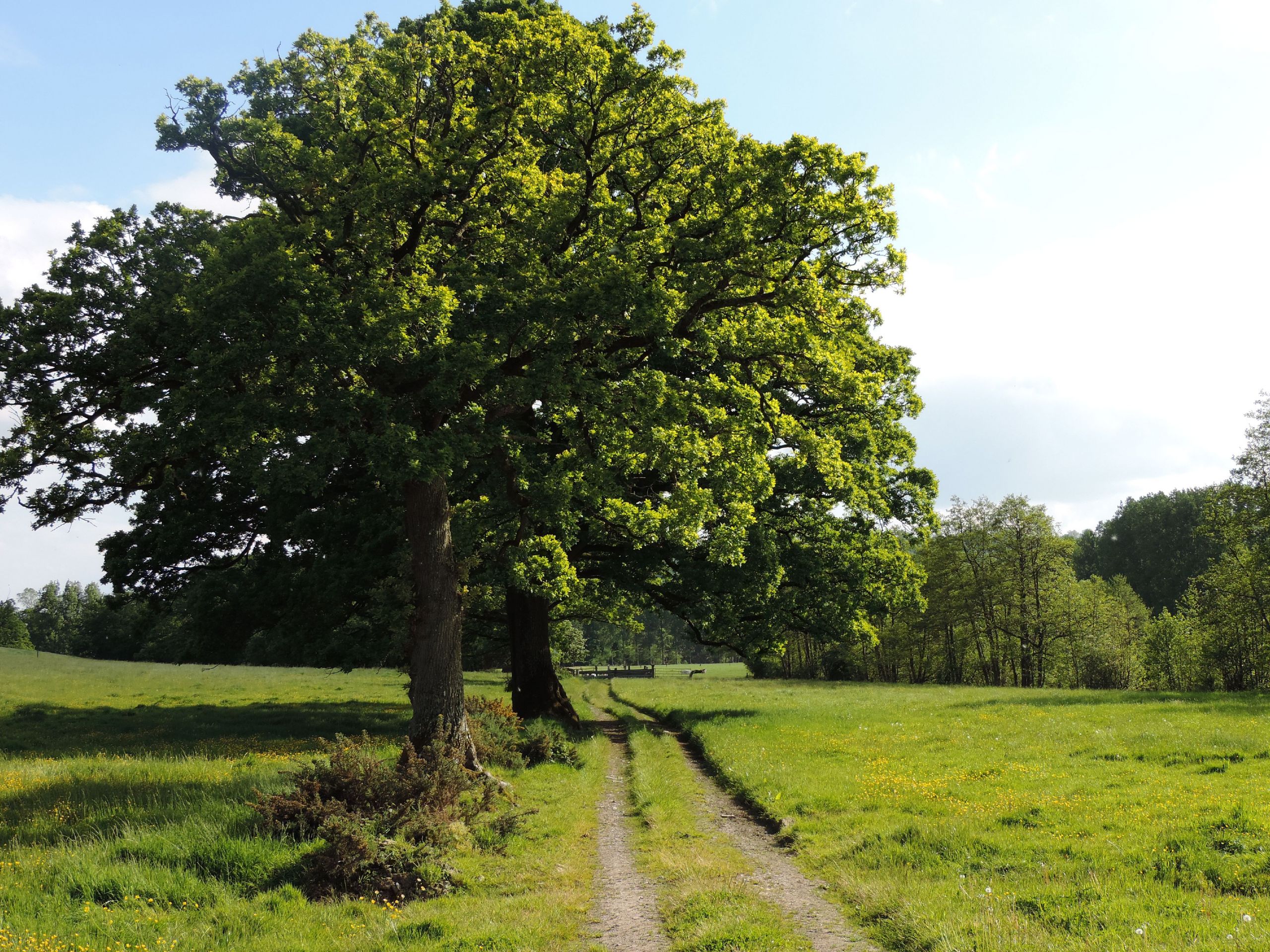 Fonds d'cran Nature Arbres - Forts 