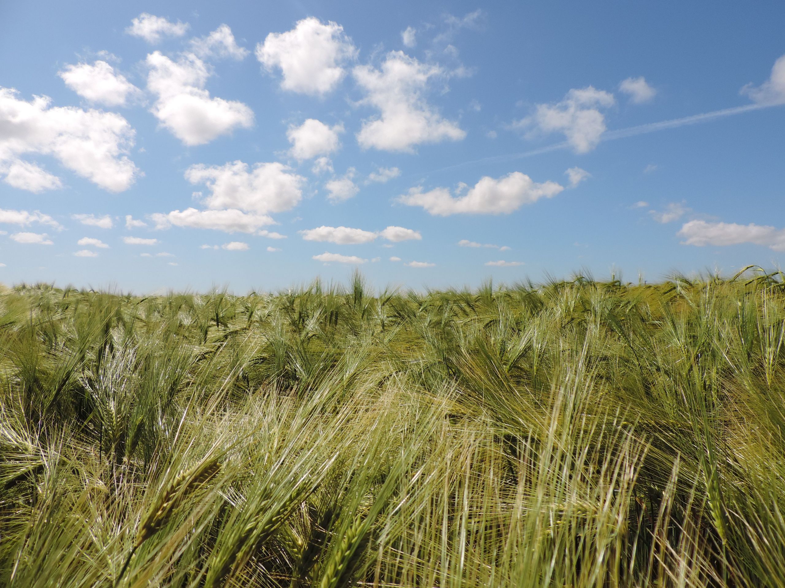 Fonds d'cran Nature Champs - Prairies 