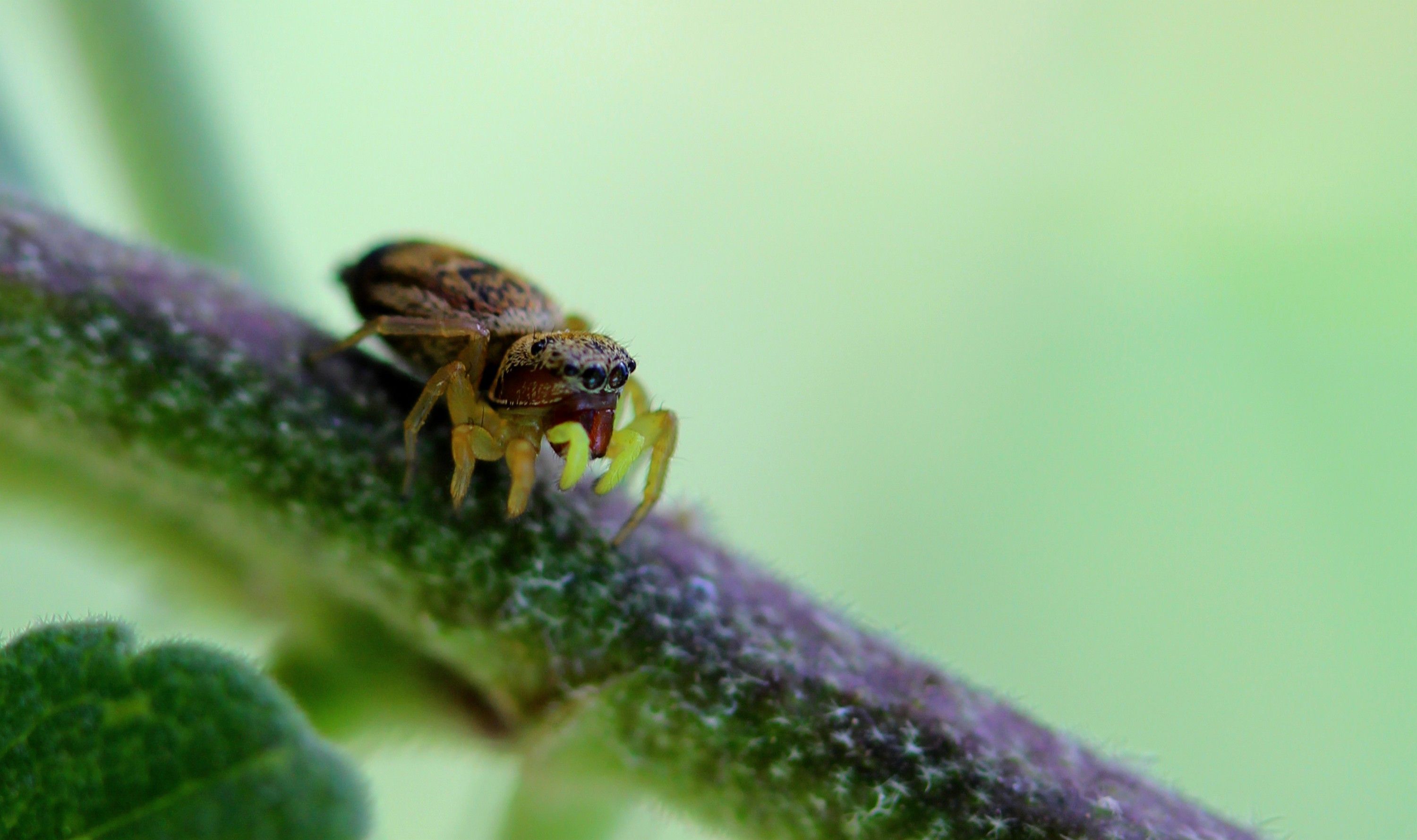 Fonds d'cran Animaux Araignes 