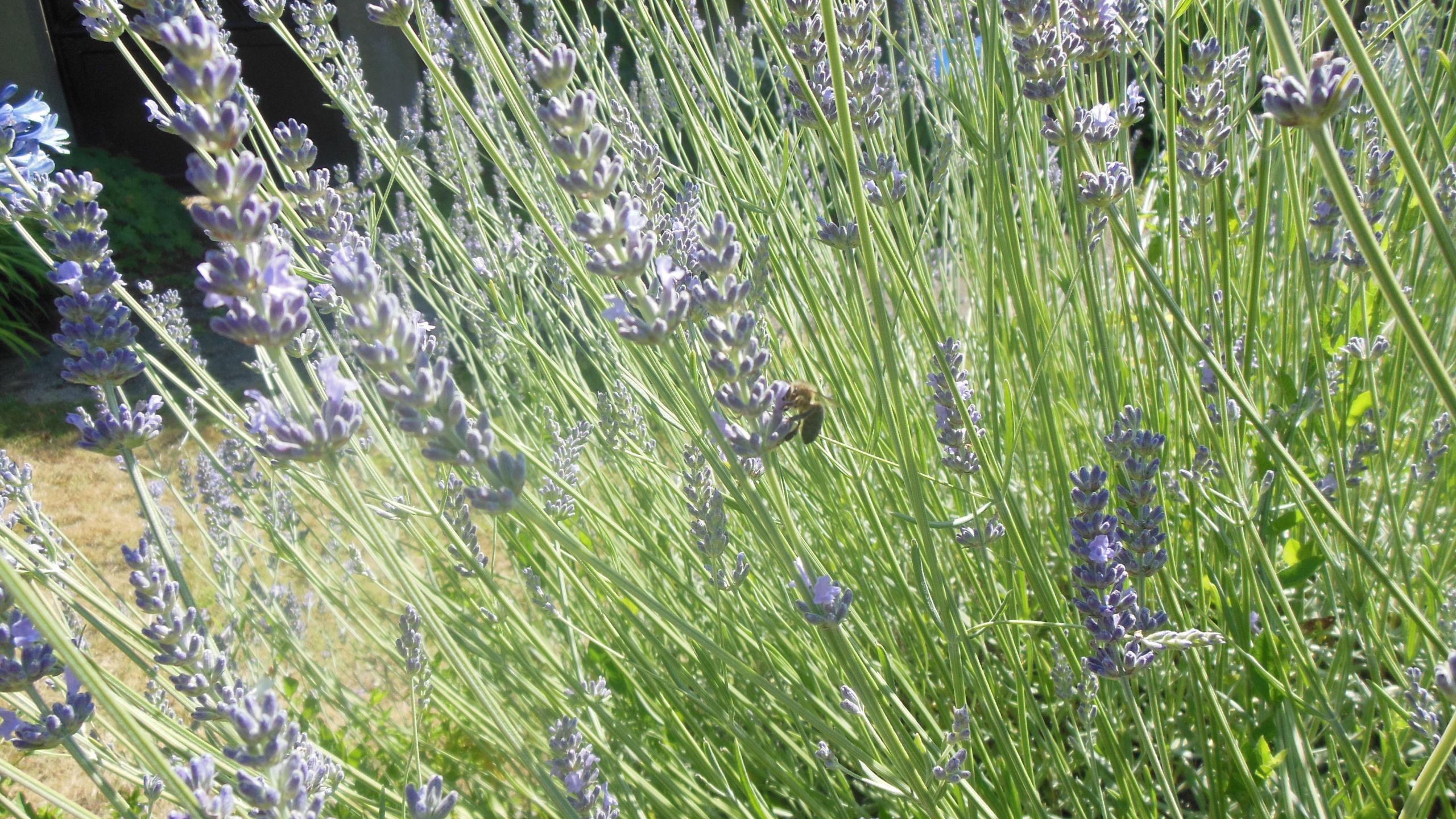 Fonds d'cran Nature Fleurs Abeille sur lavande