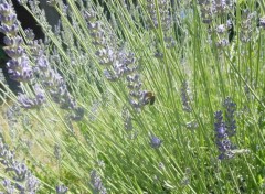  Nature Abeille sur lavande