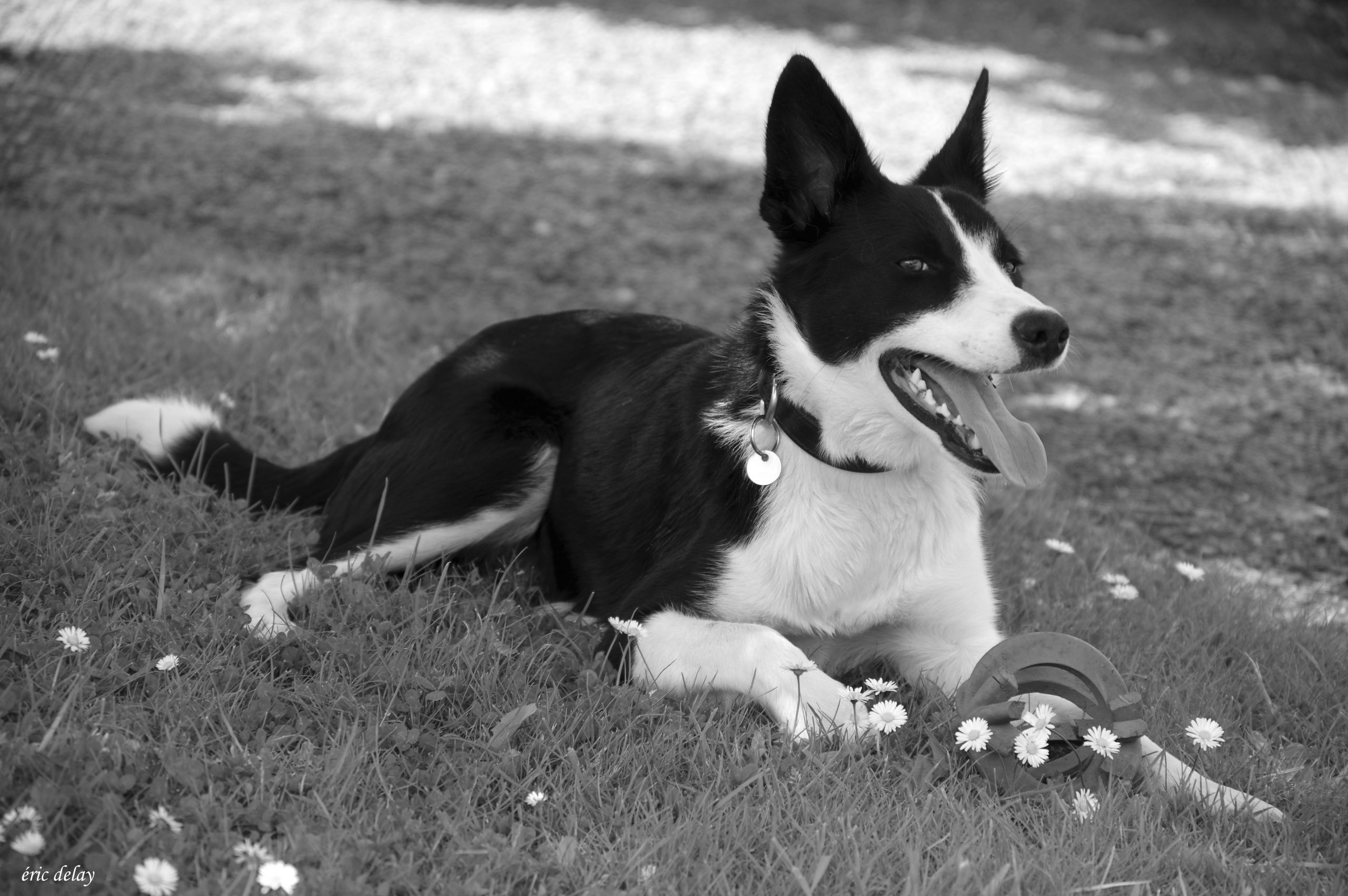 Fonds d'cran Animaux Chiens Juna