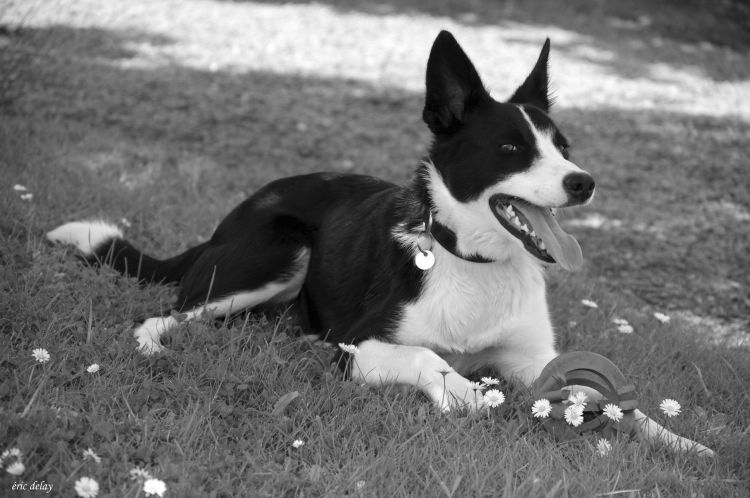 Fonds d'cran Animaux Chiens Juna