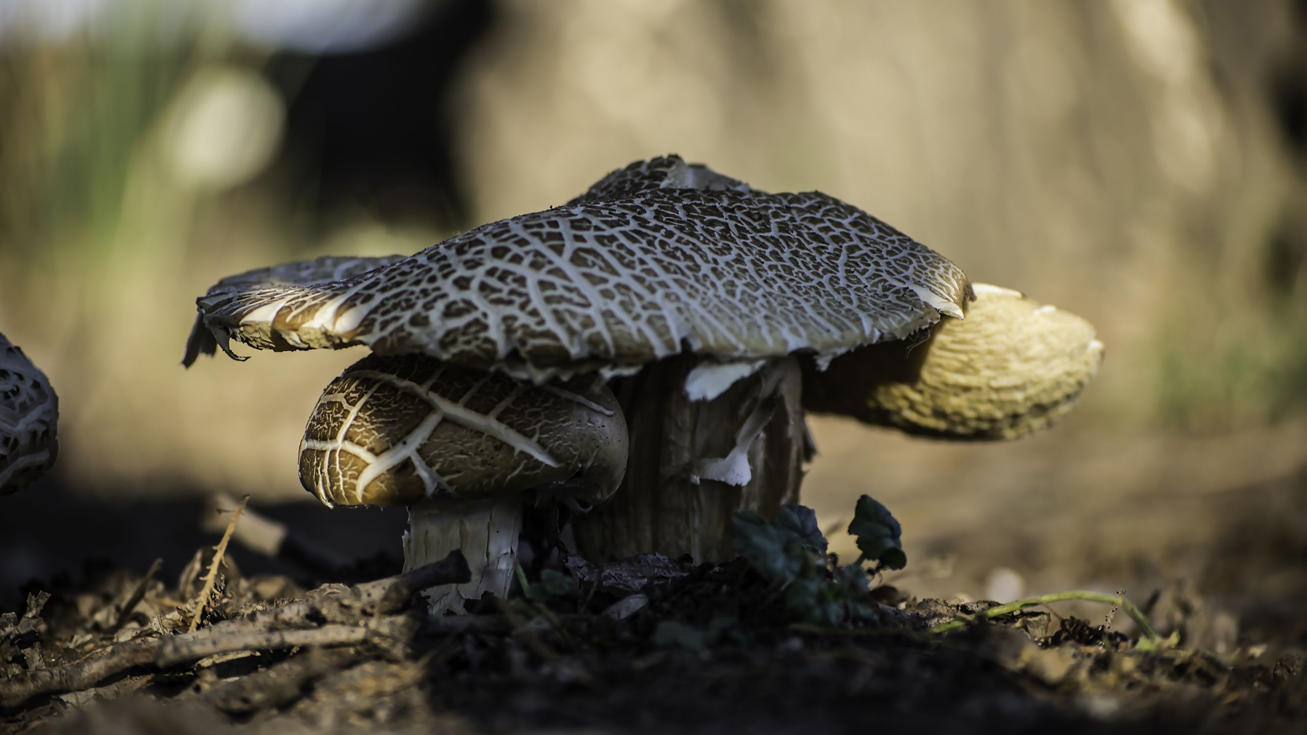 Wallpapers Nature Mushrooms champignons