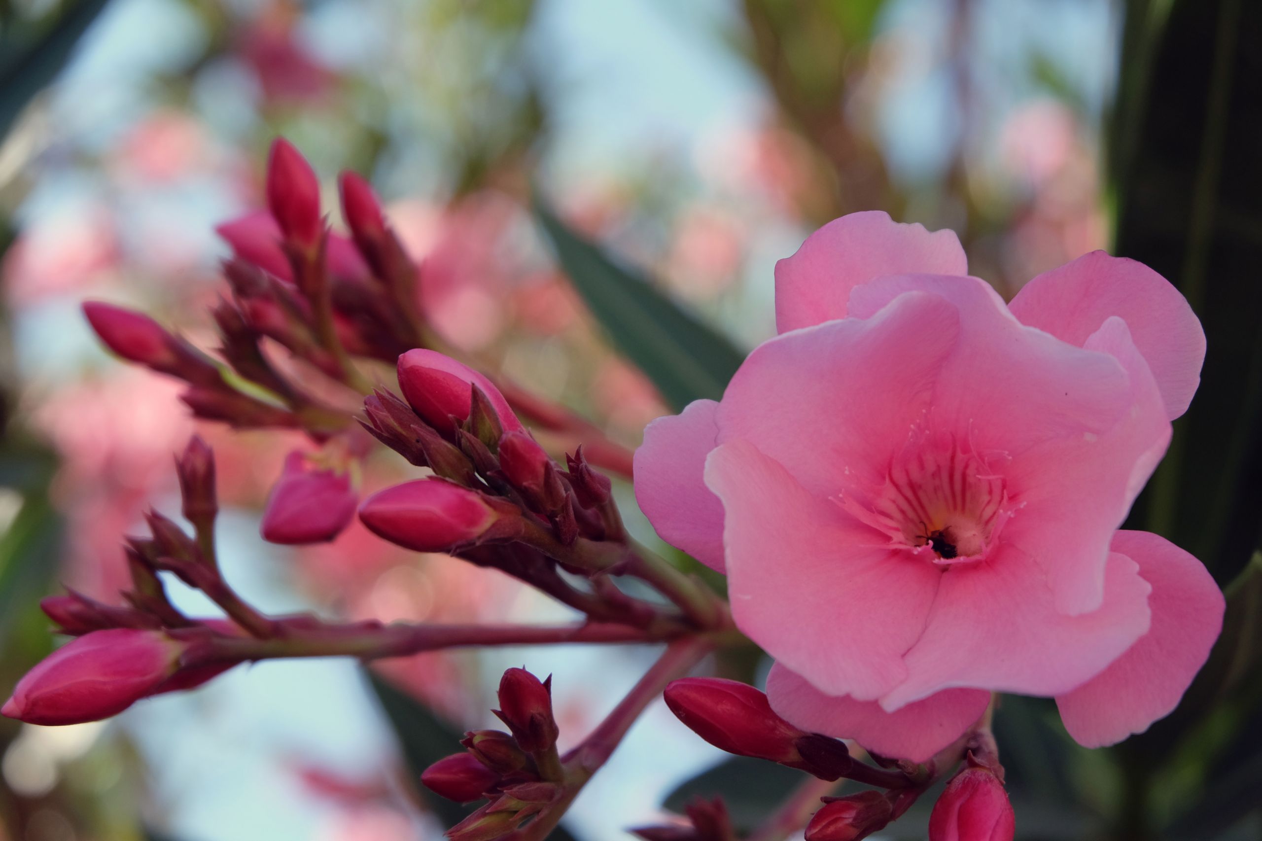 Fonds d'cran Nature Fleurs 