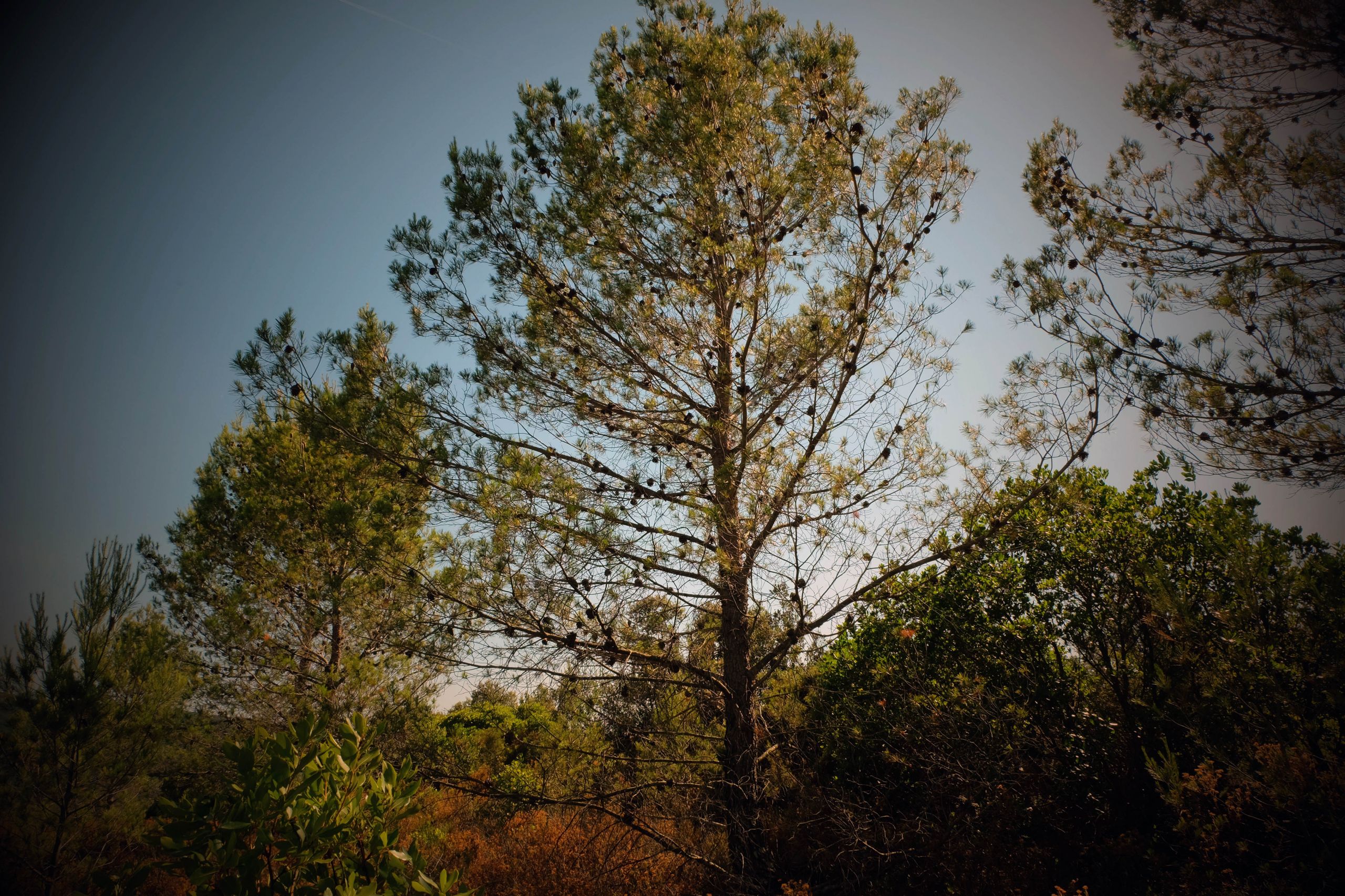 Fonds d'cran Nature Arbres - Forts 